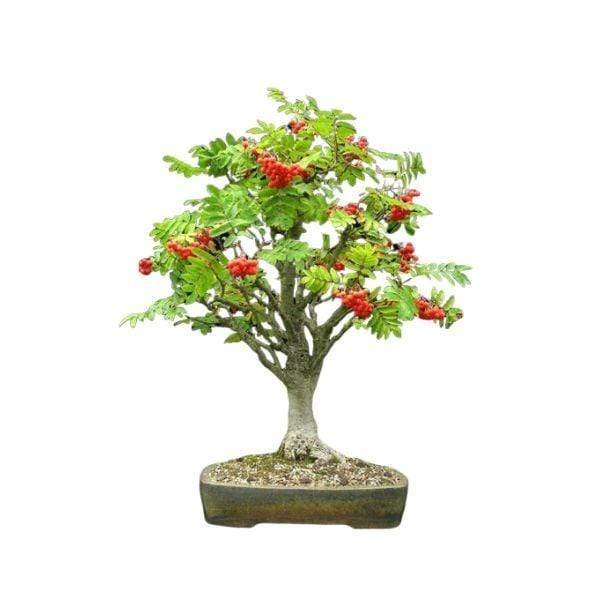 Paprastasis šermukšnis, Sodo Bonsai medelių sėklos 0,2g