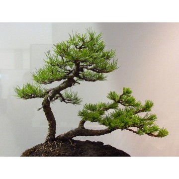 Juodoji pušis, Sodo Bonsai...