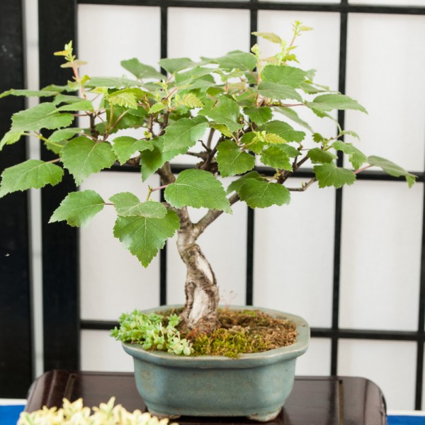 Plaukuotasis beržas, Sodo Bonsai medelių sėklos 0,2g