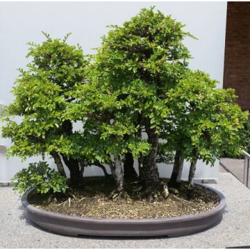 Japoninė guoba, Sodo Bonsai...