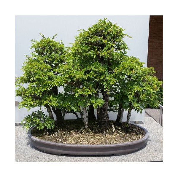 Japoninė guoba, Sodo Bonsai medelių sėklos  0,2g