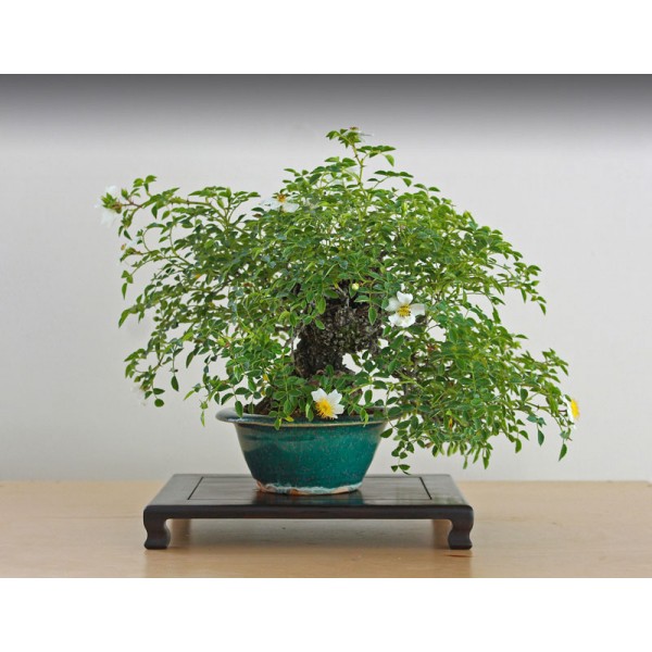 Japoninė rožė, Sodo Bonsai medelių sėklos 0,2g