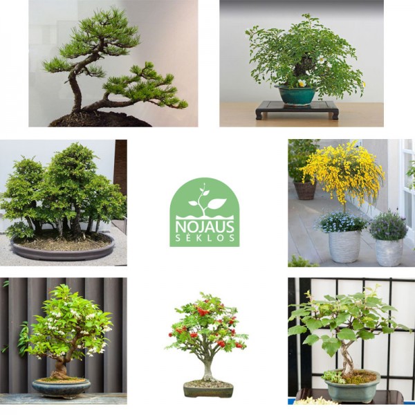 7 - ių rūšių sėklų, sodo Bonsai medelių rinkinys