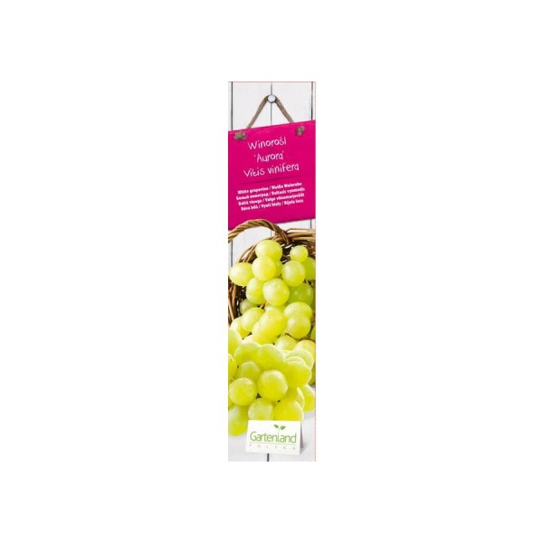 Vynmedis baltasis Aurora Vitis White vazonėlyje
