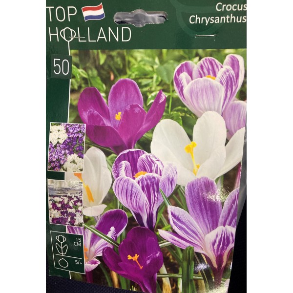 Krokai Crocus Chrysanthus mišinys 50svog.