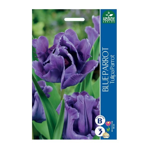 Tulpės BLUE PARROT 11/12 100svog.