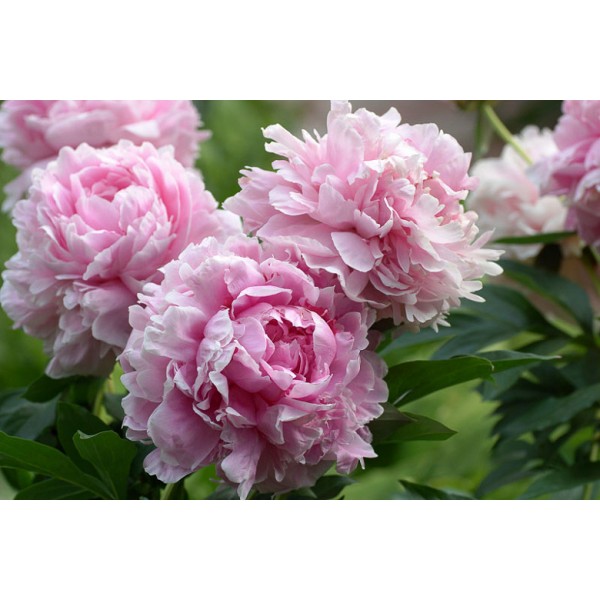 Bijūnai Sarah Bernhardt 1sv. 0104