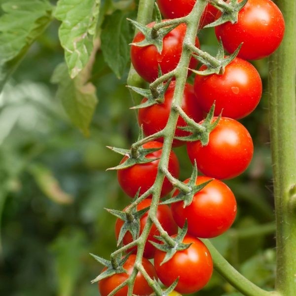 Valgomieji pomidorai Supersweet H 100s