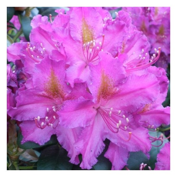 Rododendras, Libretto (azalija)