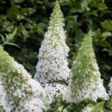 Budlėja "White Profusion"