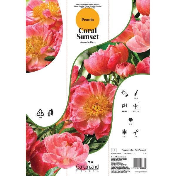 Bijūnai CORAL SUNSET 1 sv.