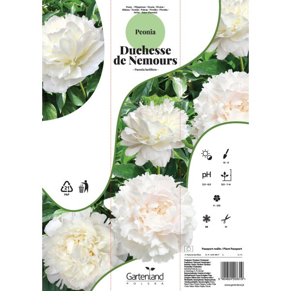 Bijūnai DUCHESSE DE NEMOURS 1 sv.