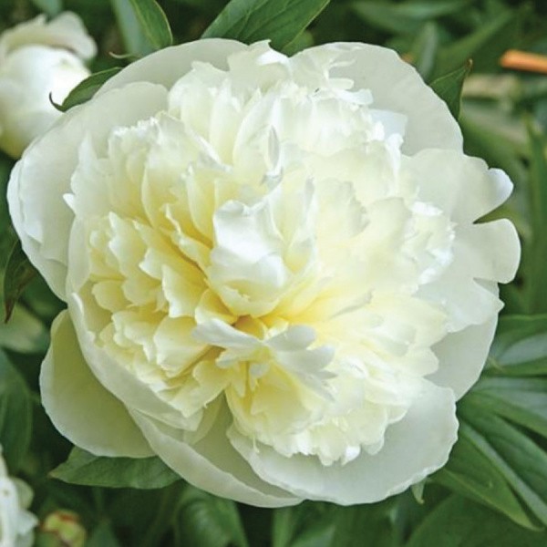 Bijūnai DUCHESSE DE NEMOURS 1 sv.