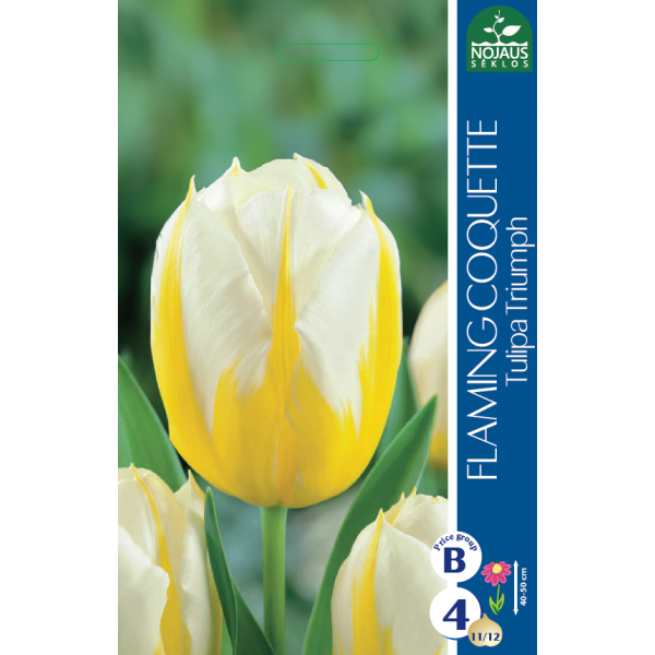 Tulpės Flaming Coquette 11/12 4sv.