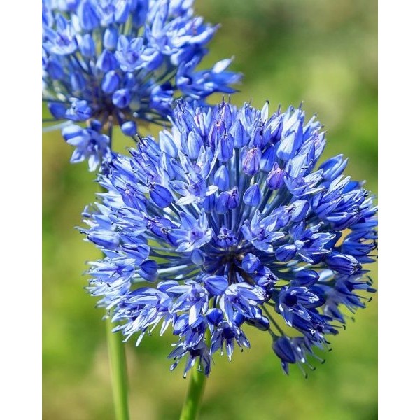 Česnakai CAERUELUM 7 sv.
