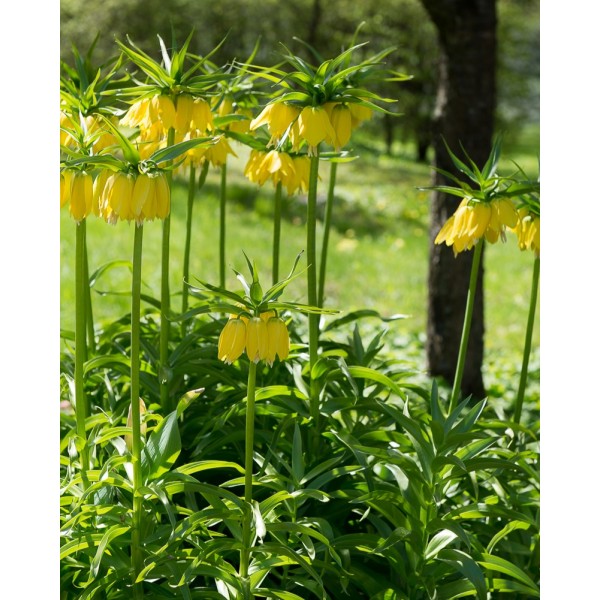 Margutės LUTEA, 1sv.