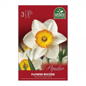 Narcizai Flower Record...