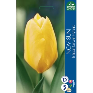 Tulpės NOVI SUN (10/11) 4 sv.