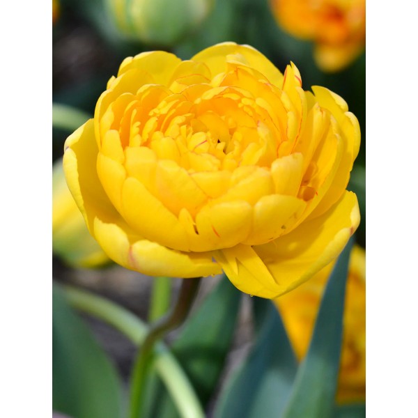Tulpės YELLOW POMPONETTE 10/11 5sv.