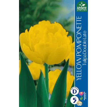 Tulpės YELLOW POMPONETTE...