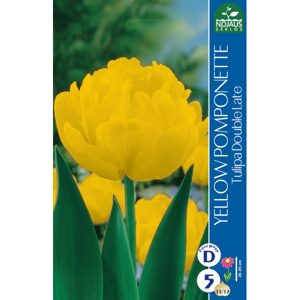Tulpės YELLOW POMPONETTE 10/11 5sv.