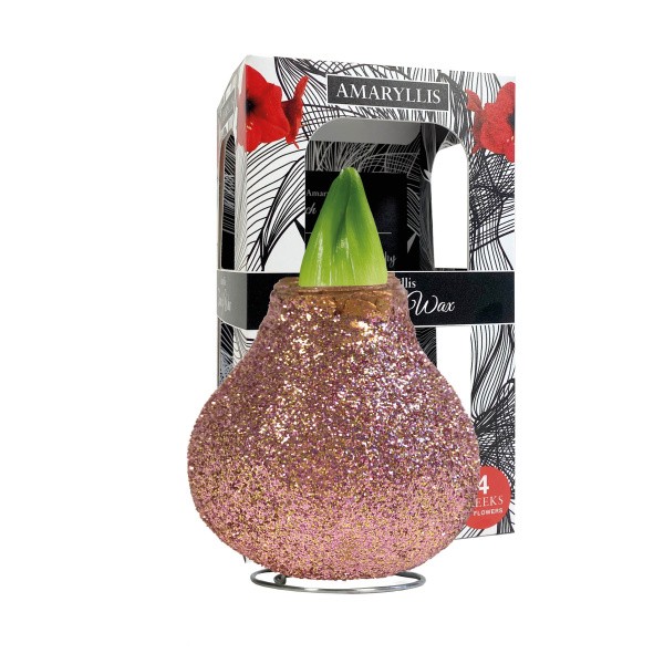 Žėrintis Bronzinis Vašk. amarilis "Magic" - Raudonas žiedas 1vnt.