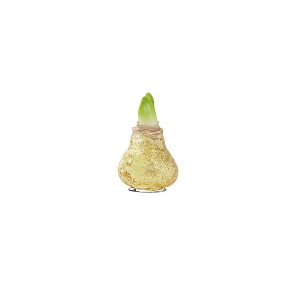 Žėrintis Auksinis Vašk. amarilis "Magic" - Raudonas žiedas 1vnt.