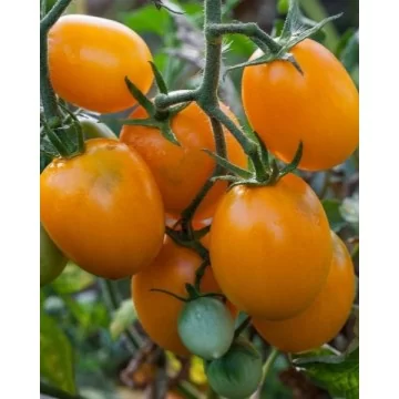 Pomidorai Bambello H, 5 sėklos