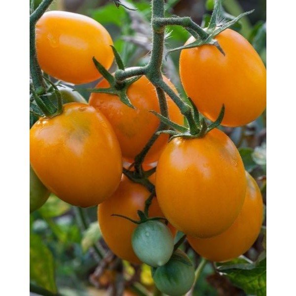 Pomidorai Bambello H, 5 sėklos