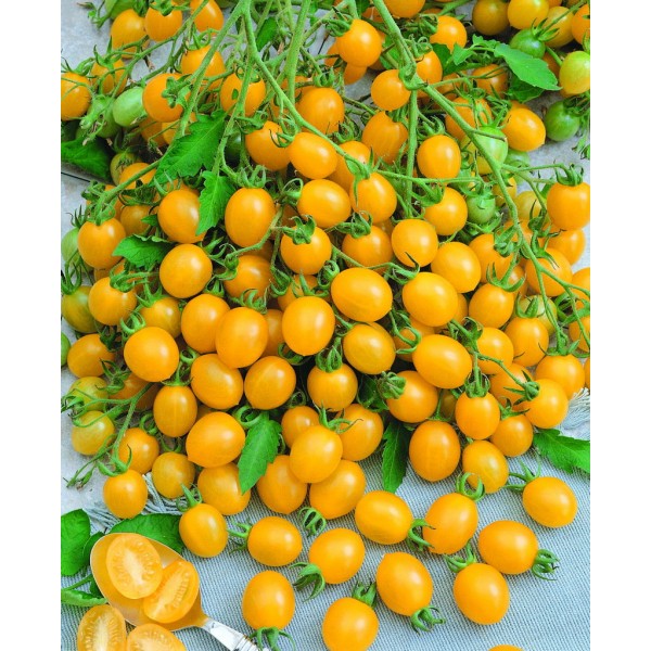 VALGOMIEJI POMIDORAI GOLDEN CHERRY H