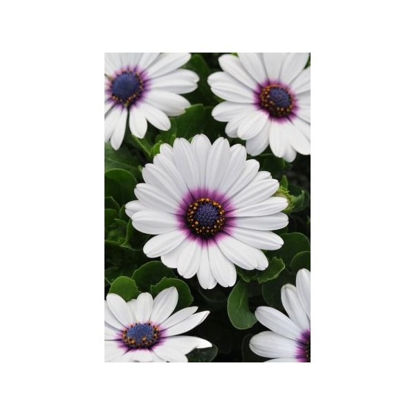 EKOLONO KAULASĖKLIS AKILA WHITE PURPLE EYE