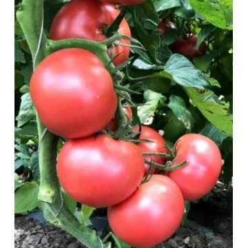 Pomidorai Hapynet 10s