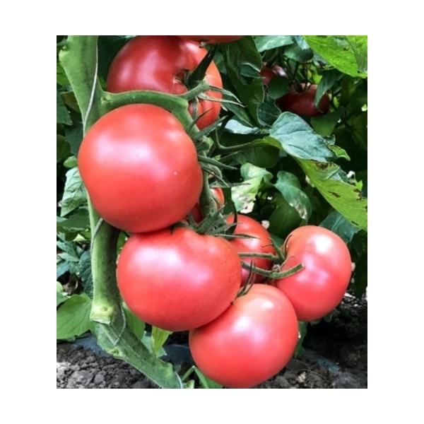 Pomidorai Hapynet 10s