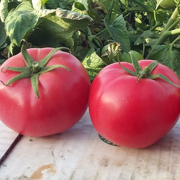 Pomidorai Hapynet 10s