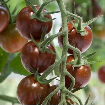 Pomidorai Kumato Olmeca H 8s