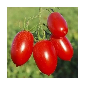 Pomidorai Sanmino H 8s