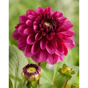 Jurginai Lilac Bull 1sv.