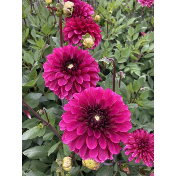 Jurginai Lilac Bull 1sv.