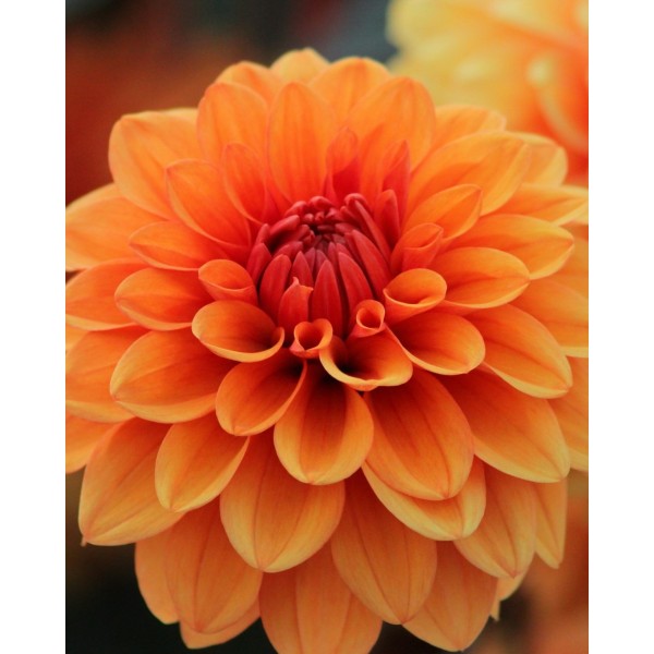 JURGINAI ORANGE NUGGET 1vnt