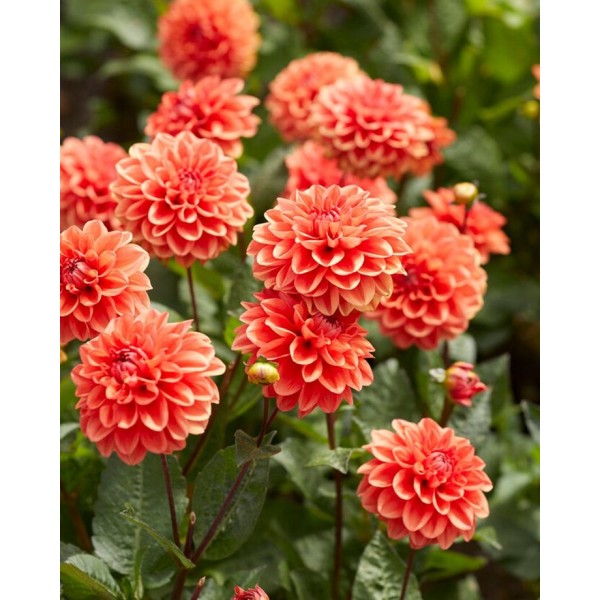 JURGINAI ORANGE NUGGET 1vnt