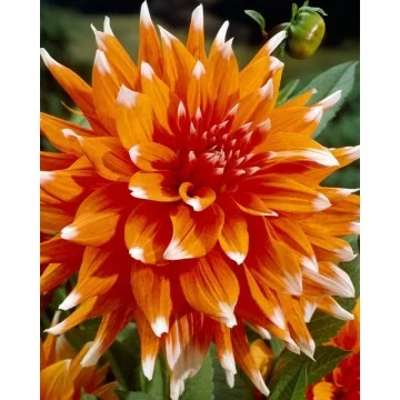 Jurginas Color Spectacle 1vnt