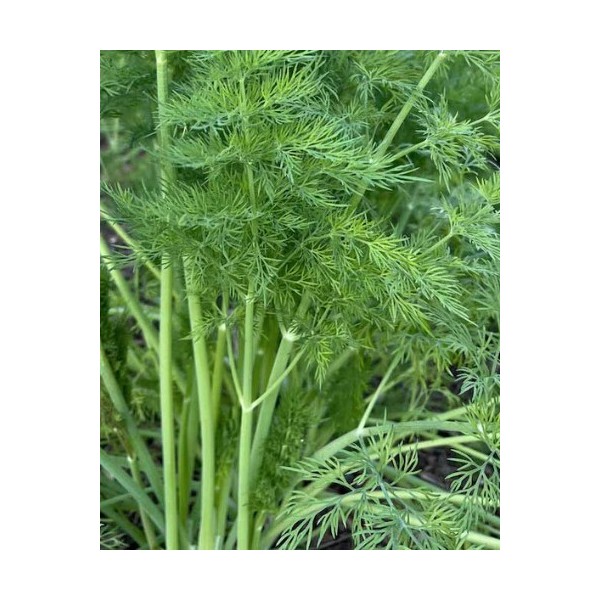 KRAPAI MAMMOTH 500g