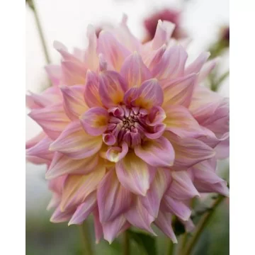 Jurginas STRAWBERRY ICE 1vnt