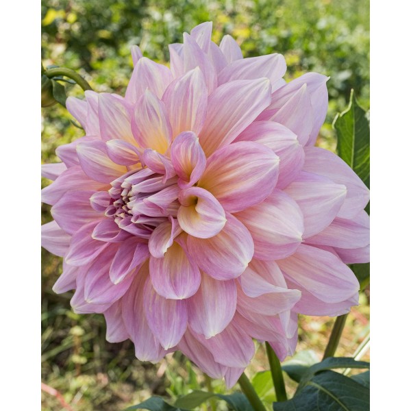 Jurginas STRAWBERRY ICE 1vnt
