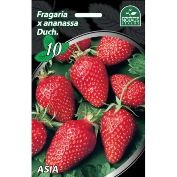 Braškių daigai FRIGO Asia...