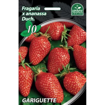Braškių daigai FRIGO...
