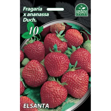 Braškės FRIGO Elsanta 10vnt