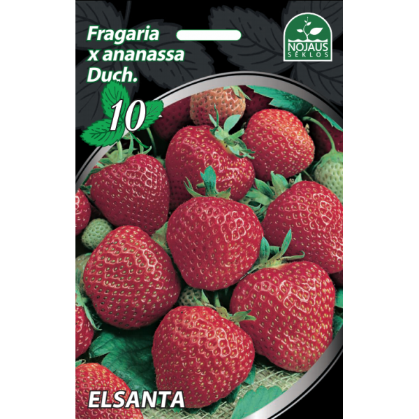 Braškės FRIGO Elsanta 10vnt