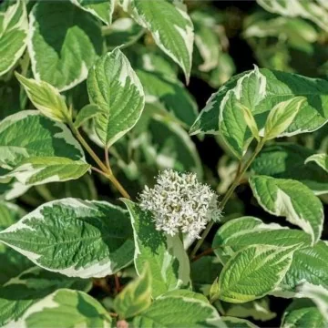 Sedula Cornus Alba