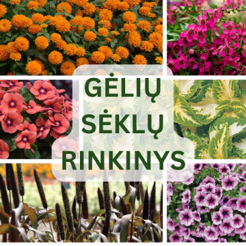 Gėlių sėklų rinkinys NOJAUS...